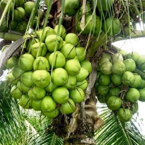 ৫ পিস ভিয়েতনামী নারিকেল চারা